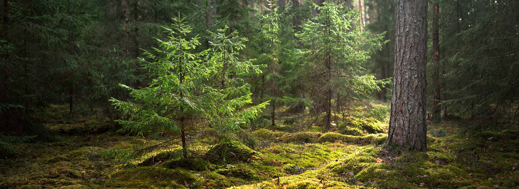 Metsät – Suomen Luonnonsuojeluliitto