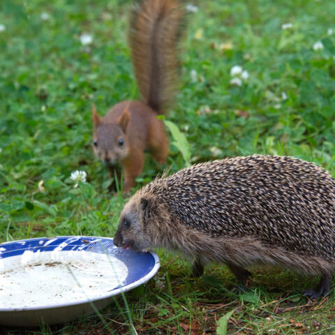 Orava ja siili. Kuva:Nina Laakso (CC BY 2.0 DEED)