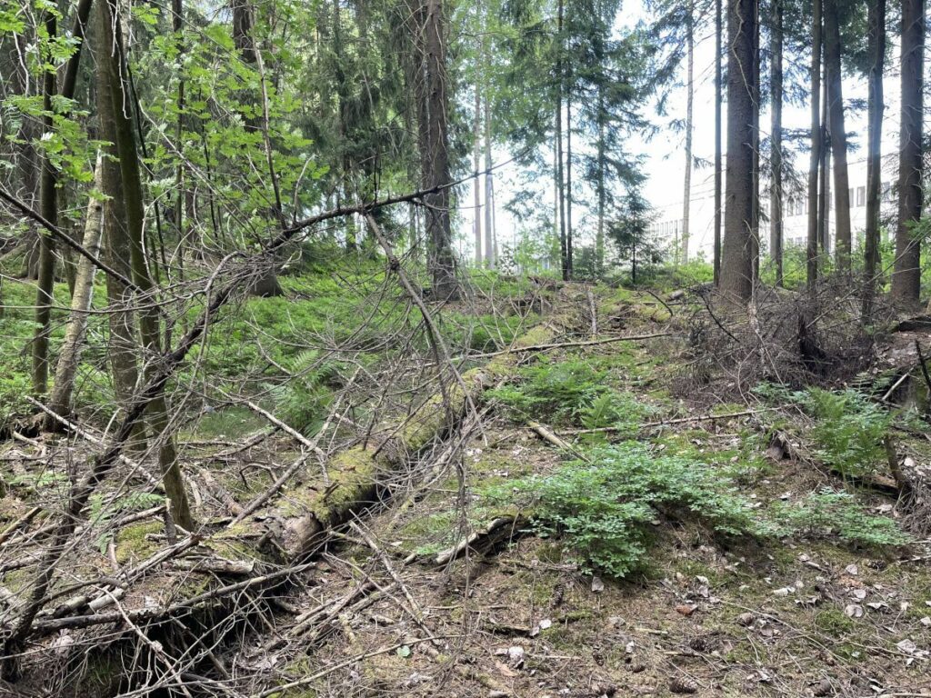 Metsää, jonka taustalla näkyy teollisuusrakennus