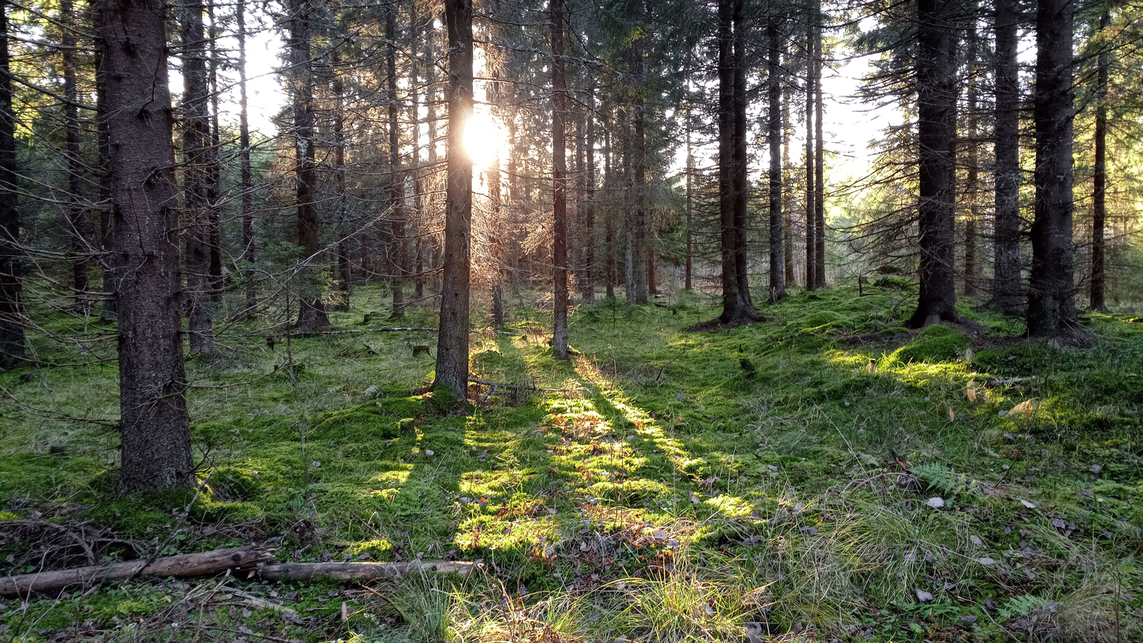 Kotojärven ja Isosuon luonnonsuojelualue - Mäntsälän yhdistys