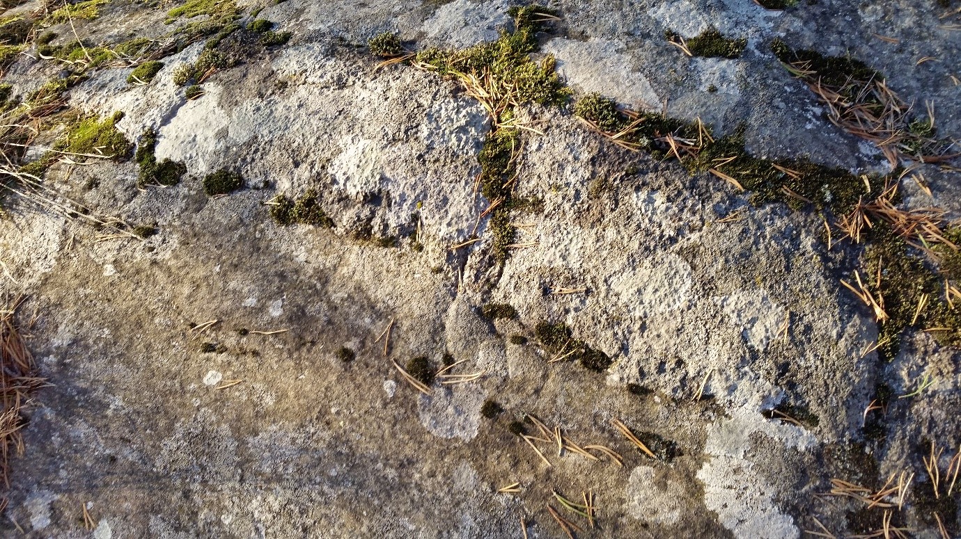 Lähikuva kallion pinnasta, jolla kasvaa jäkälää ja sammalta ja jolle on varissut männynneulasia. 