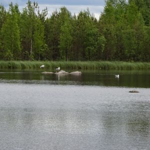 Rastun lintujärvellä