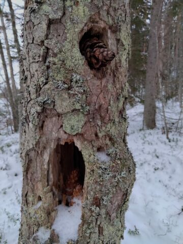 Juojärvi kojanniemi Natura-alue 