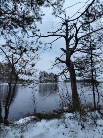 Juojärvi kojanniemi Natura-alue 