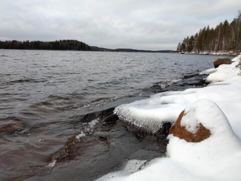 Juojärvi kojanniemi Natura-alue 