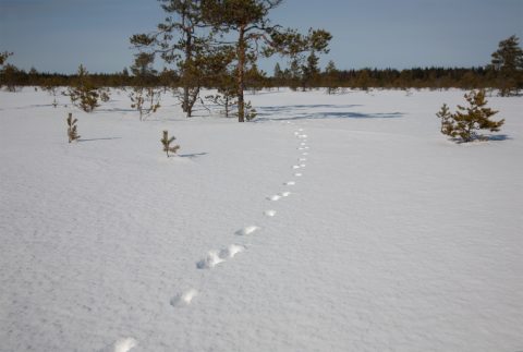 Arvokkaita luontokohteita - Suomenselän yhdistys