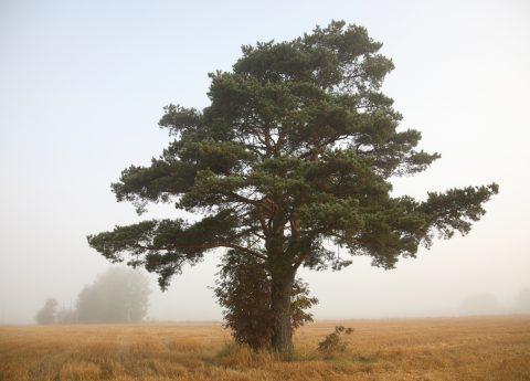 Arvokkaita luontokohteita - Suomenselän yhdistys