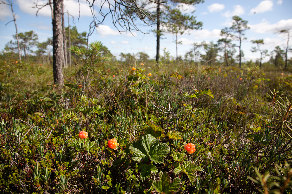 Arvokkaita luontokohteita - Suomenselän yhdistys