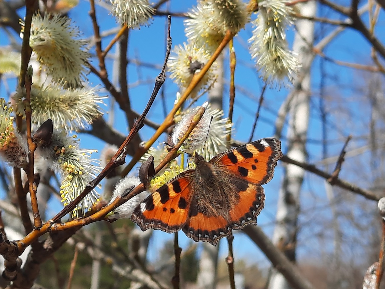 Nokkosperhonen kukkivassa raidassa. Kuva: Mikkl Kuussaari