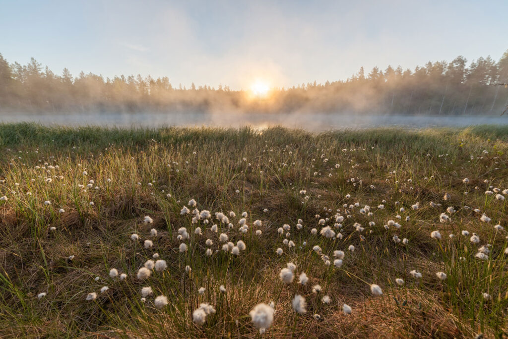 Tupasvillaa järven vieressä.