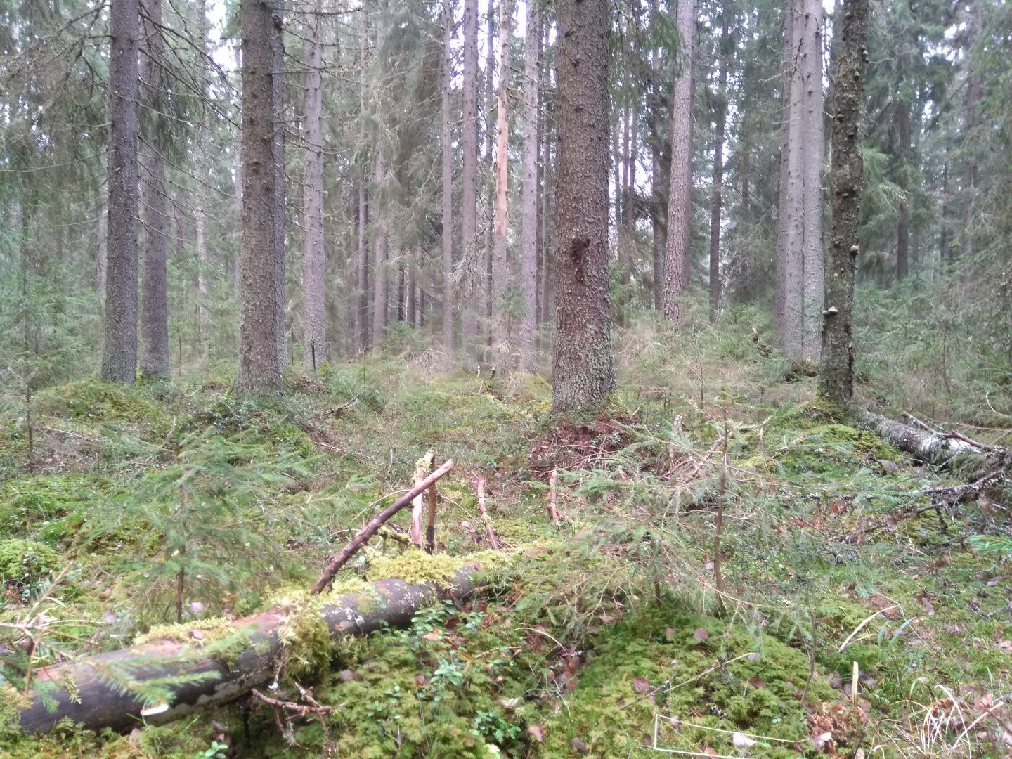 Kuusimetsää, etualalla maahan kaatunut sammalen peittämä runko