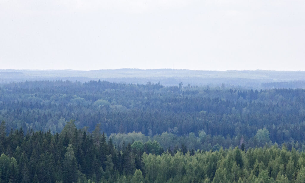 Usvainen harjumetsämaisema.