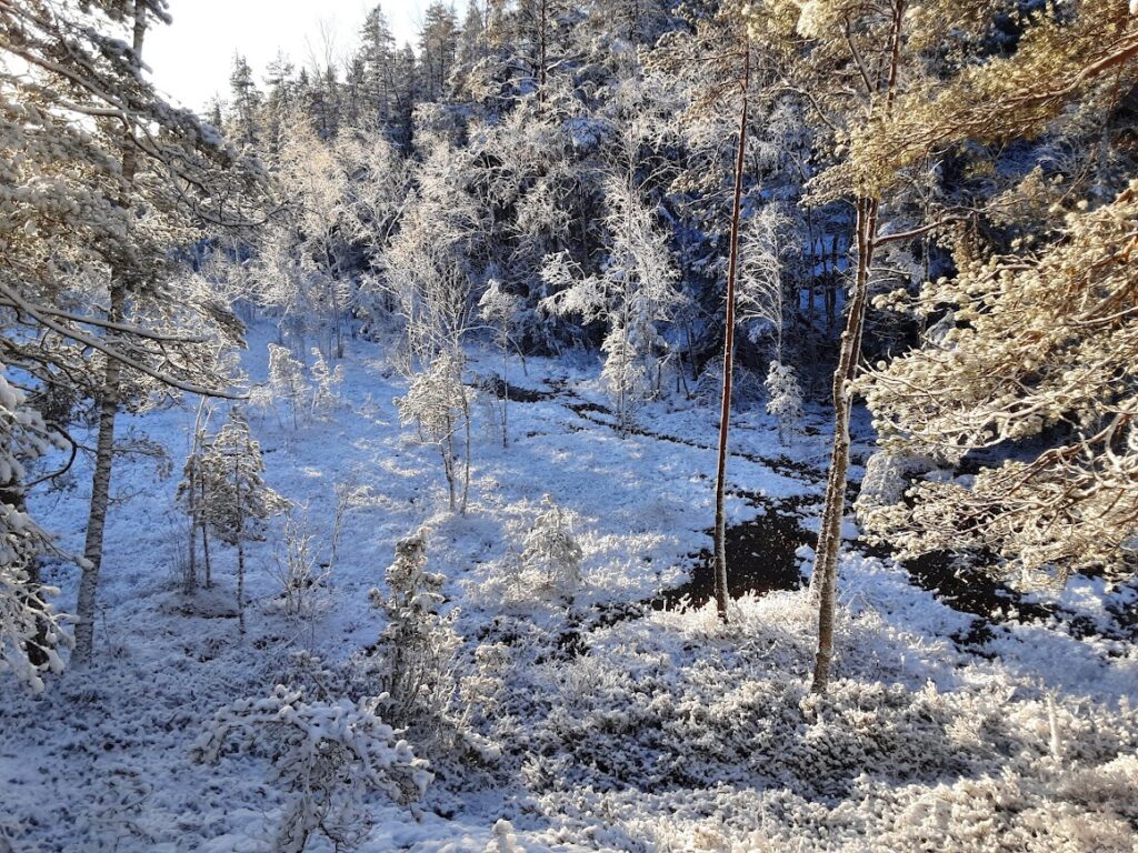 Luminen metsämaisema