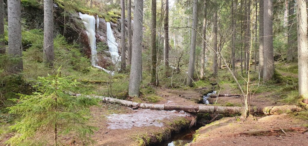 Metsä ja puro