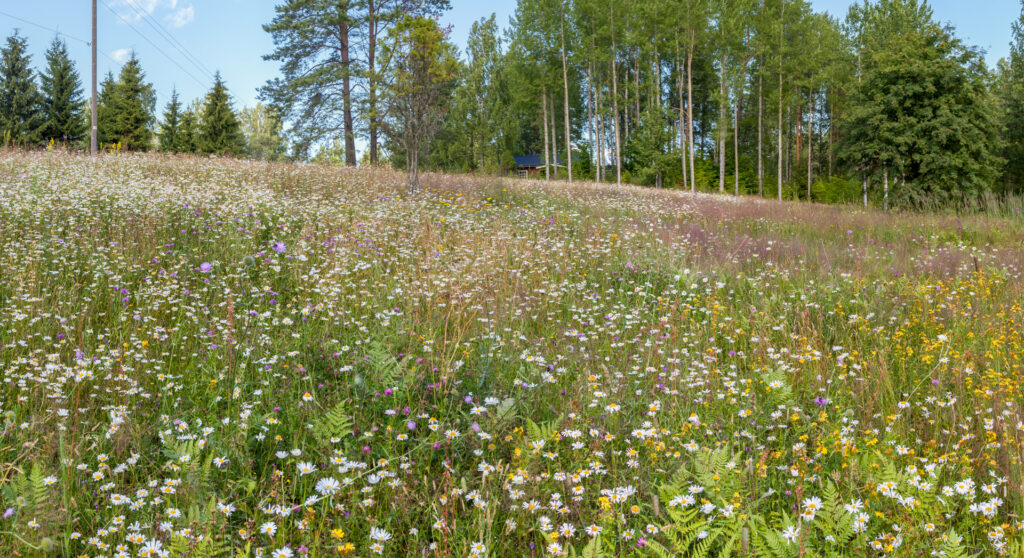 Kukkaniitty rinteessä, ympärillä metsää.