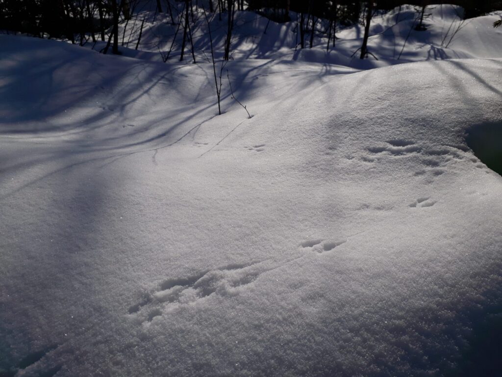 Eläinten jälkiä lumessa.