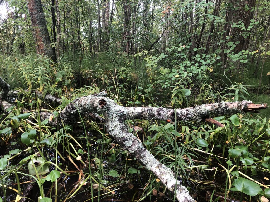 Kaatunut koivu alkusyksyn vehreyden keskellä.