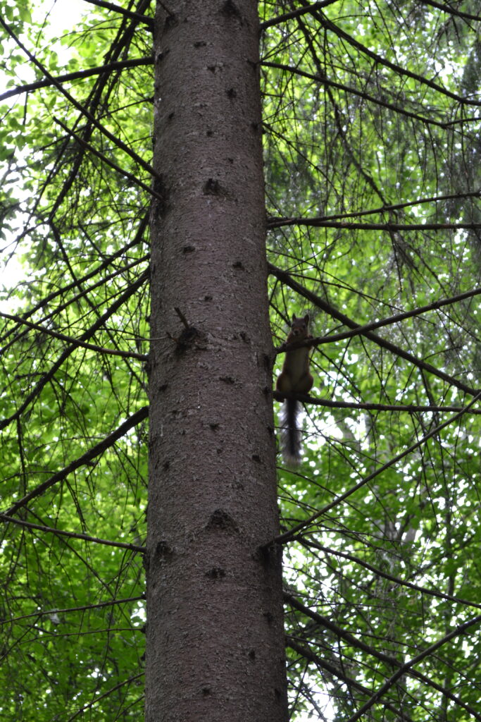 Orava männyn oksalla.