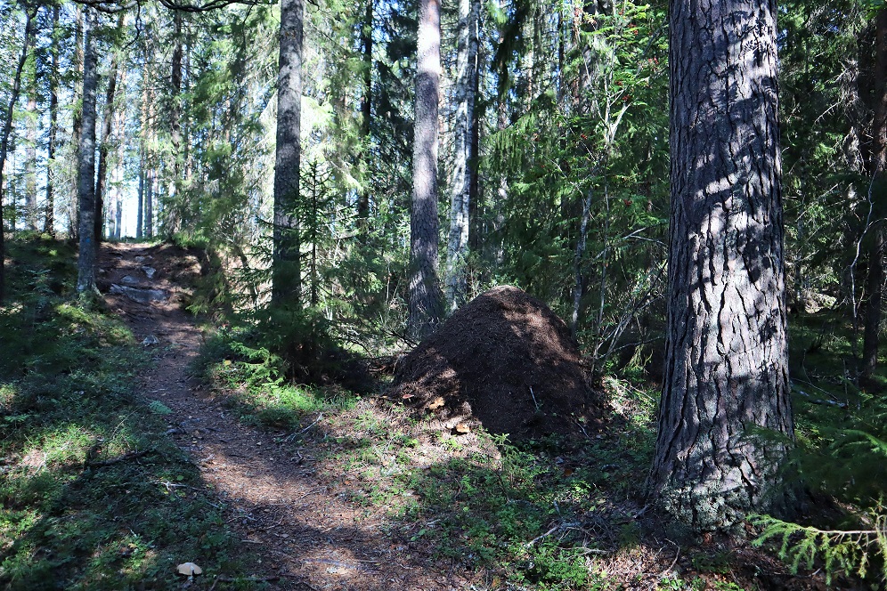 retkeilypolku pirunvaaran metsässä