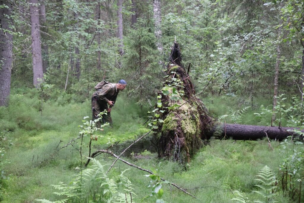 Kartoittaja tutkimassa tuulenkaatoa