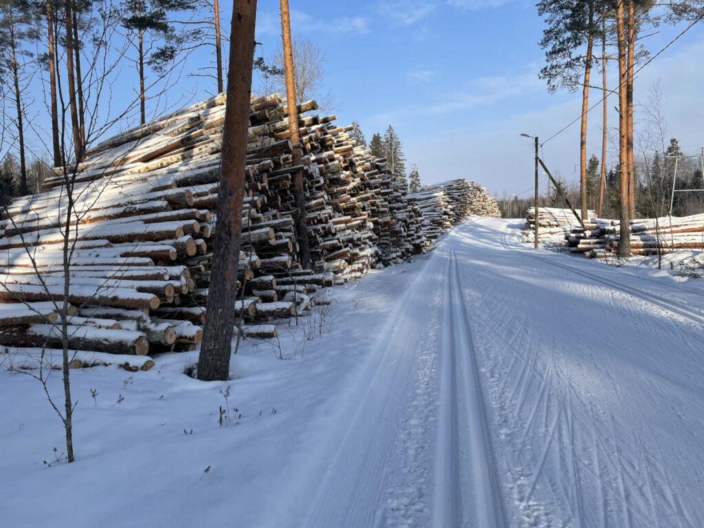 Kaadettuja puita pinossa Koukkusuon laidalla