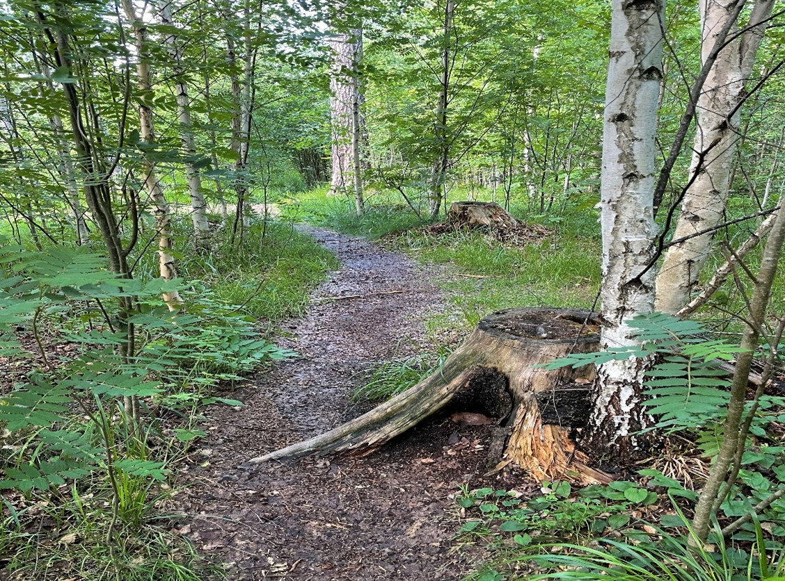 Polku kulkee lehtimetsän läpi