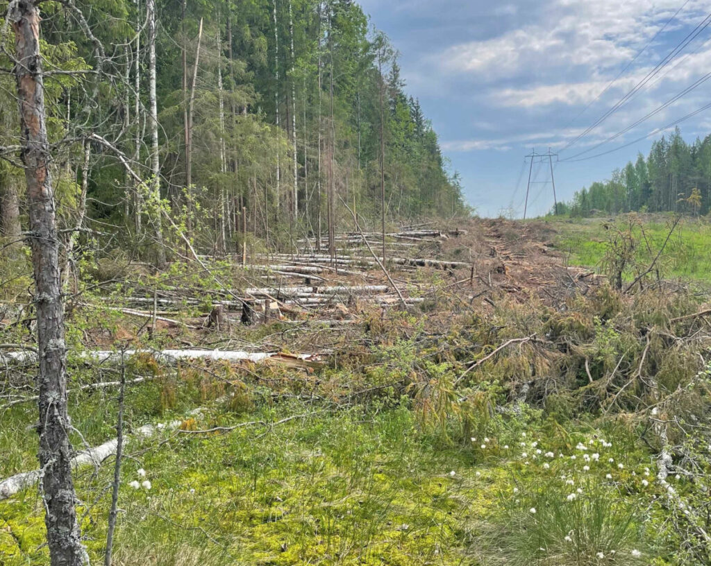 Kaadettua metsää voimalinjalla