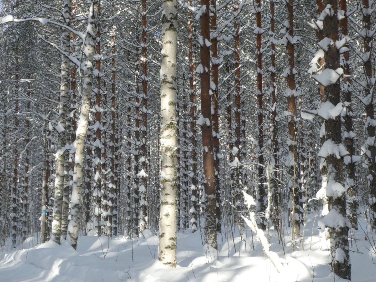 Talvinen talousmetsä. Metsäkyselytiedotteen taustakuva.