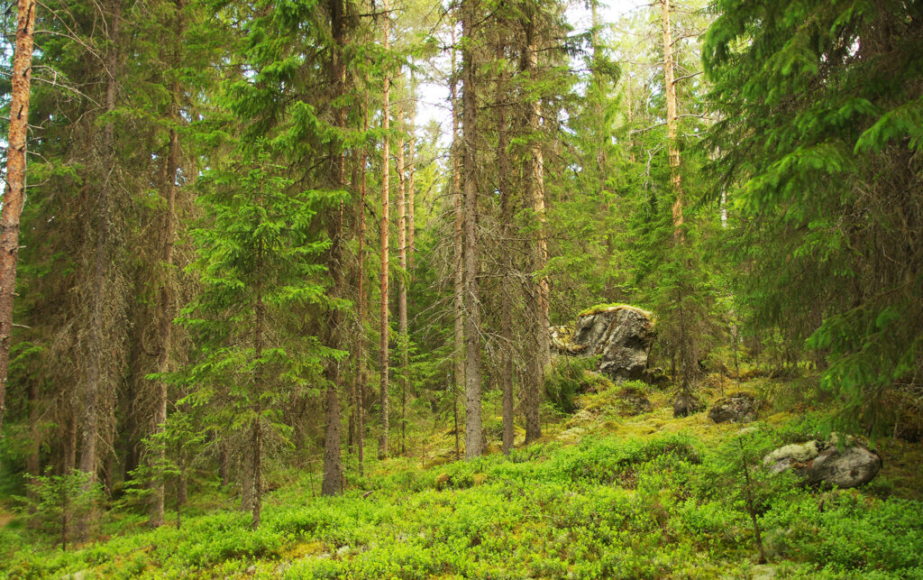 havumetsä Kaavi