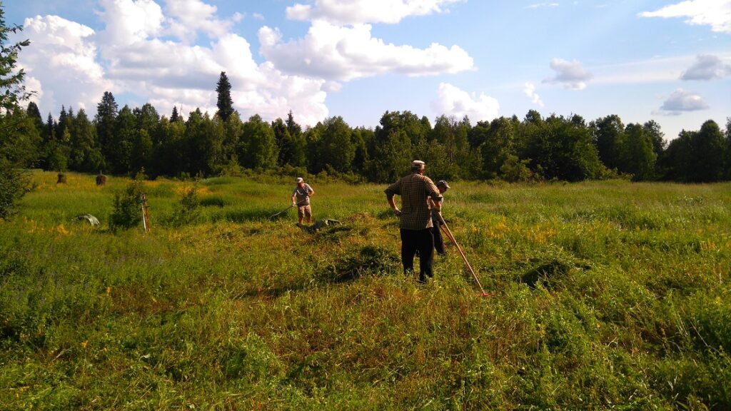 Niittäjät niittämässä Keminsaarten Kuusisaaressa kesällä 2017.