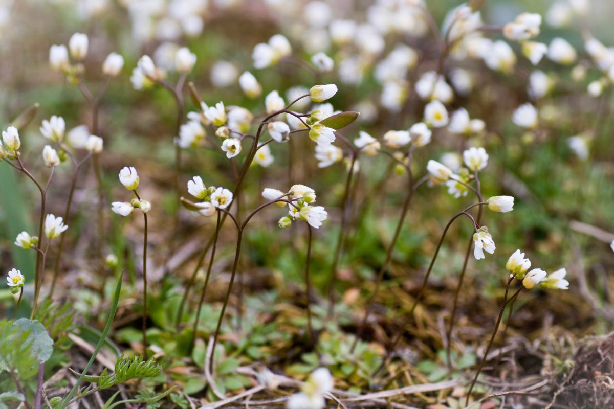 Kevätkynsimöitä.