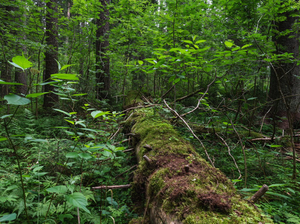 Kaatunut puu metsän keskellä.