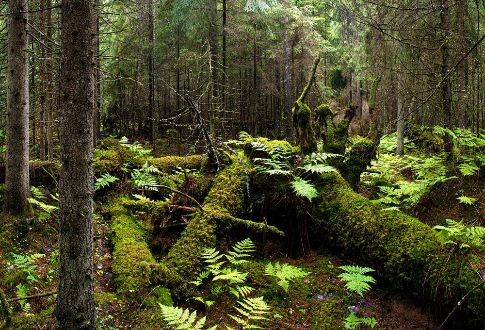 Metsässä kaatuneita puita. Niiden rungoilla kasvaa sammalta.