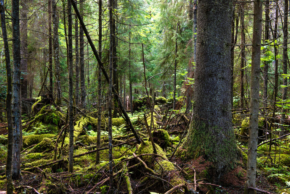 Metsää, jossa on kaatuneita puita. Puiden rungoilla kasvaa sammalta.