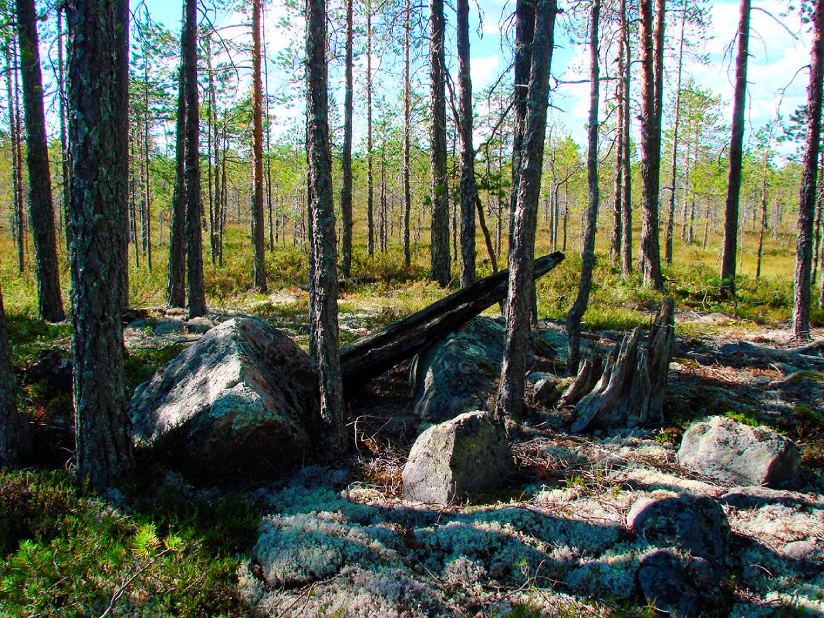 Metsä, jossa on maassa isoja kiviä.