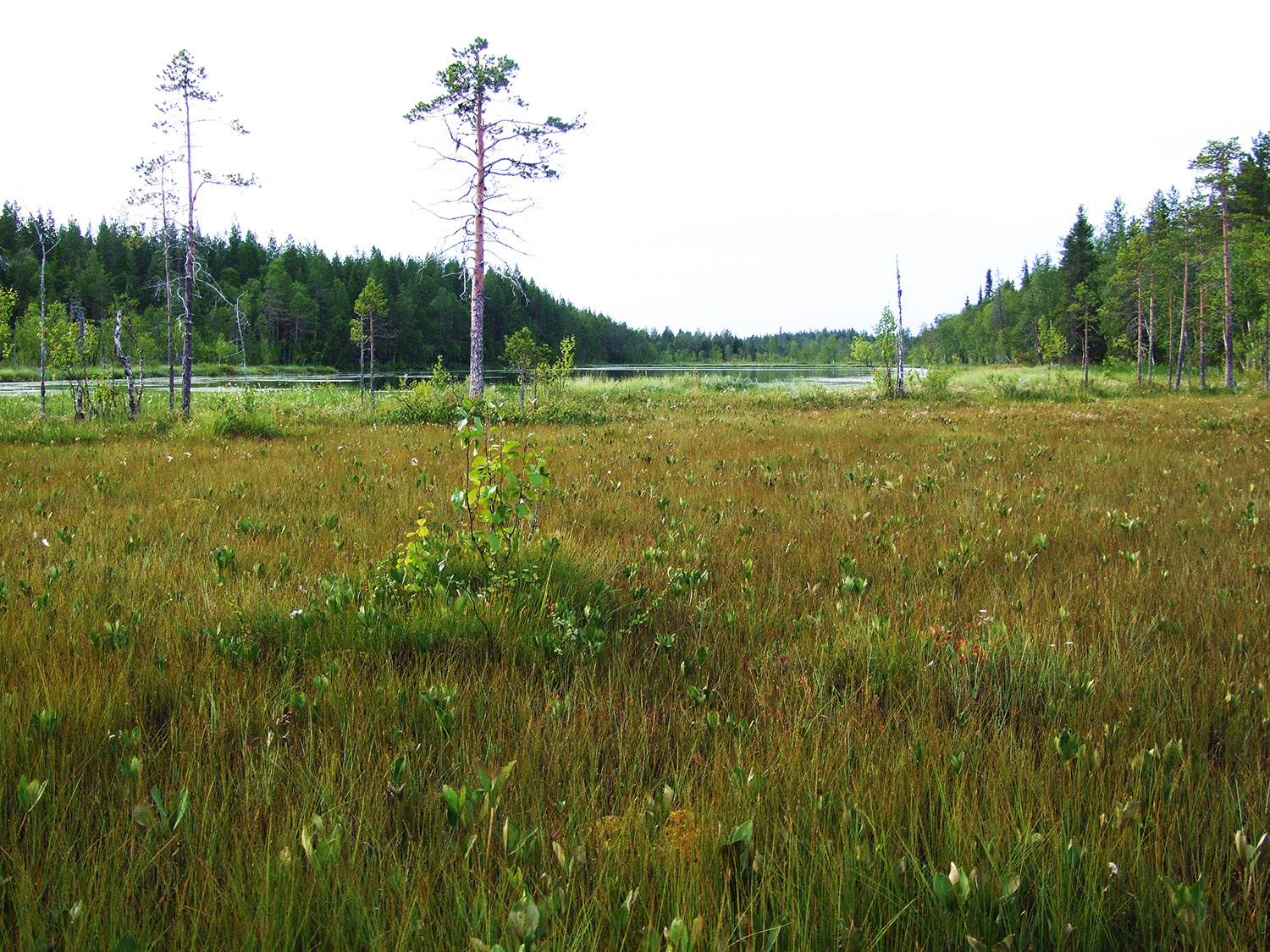 Viiankiaavan suomaisemaa