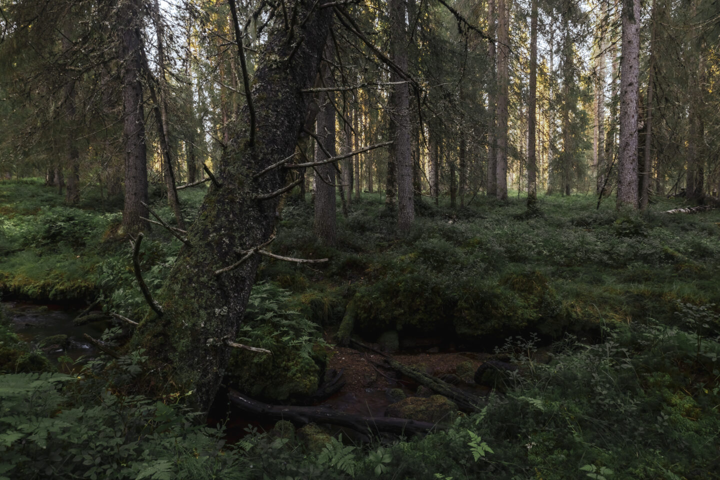 Suojelematonta metsää Aalistunturin lähiseudulla