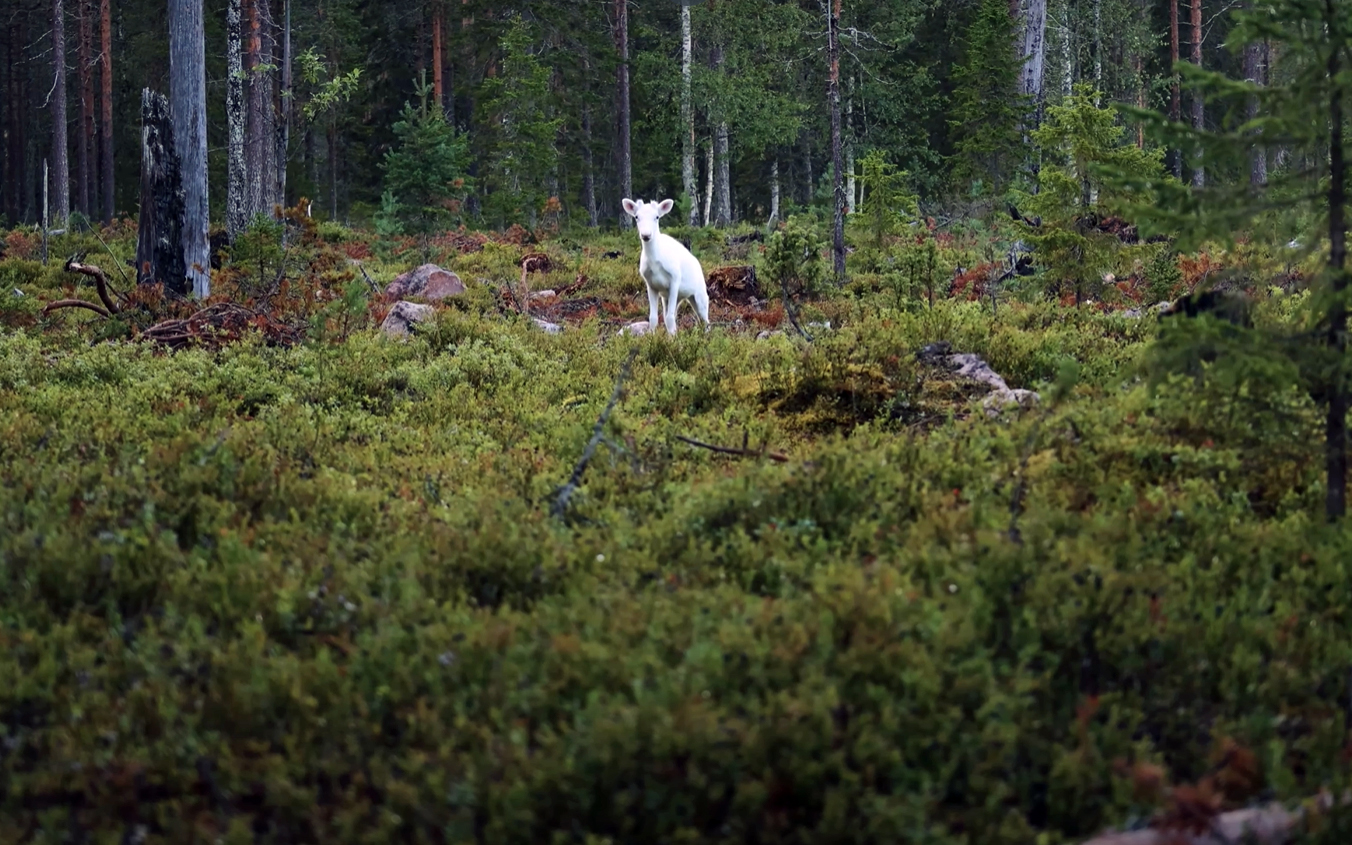 Valkoinen poronvasa Aalistunturin seudulla