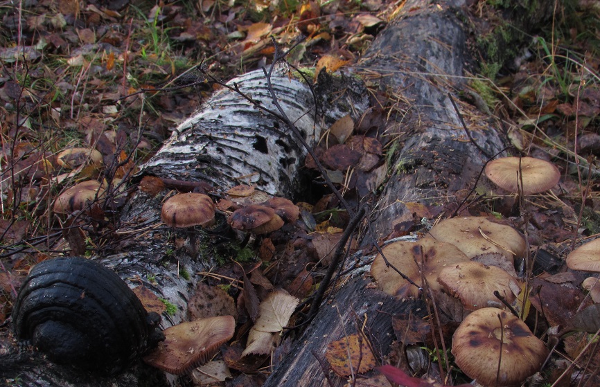 Sieniä Oulunsalon rannan rantametsässä.