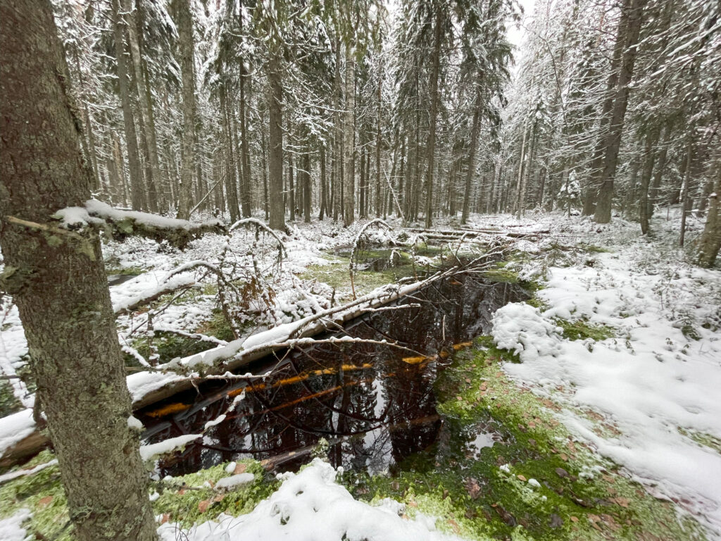 Etualalla soinen alue, jossa tummaa vettä. Maassa vihreää sammaletta peittää lumikerros. Taustalla lumisia kuusia.