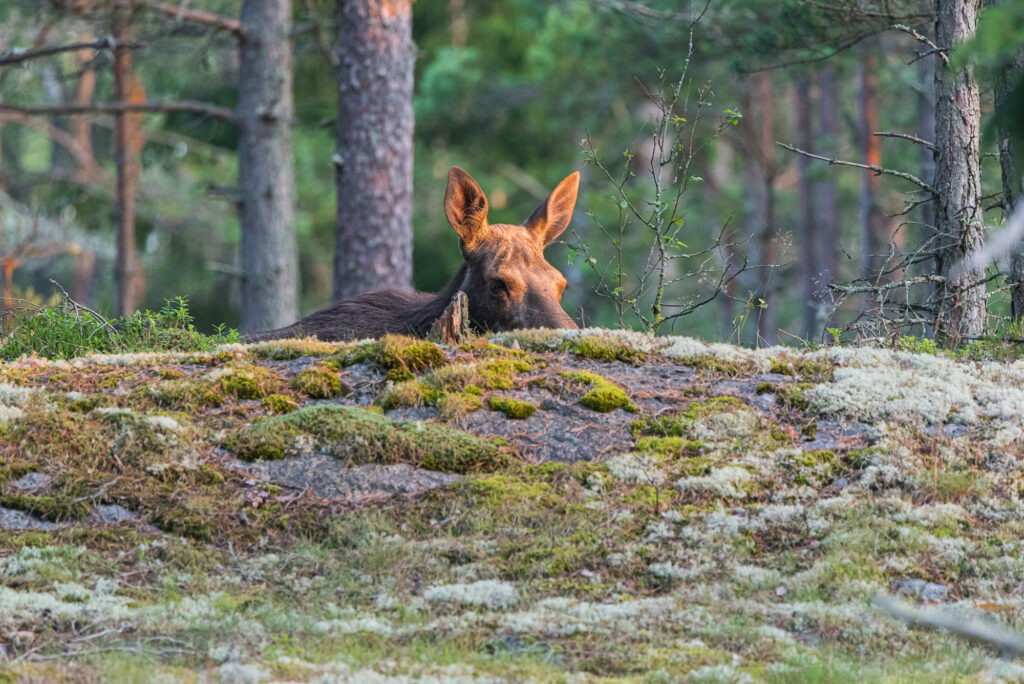 Piilossa oleva hirvi.