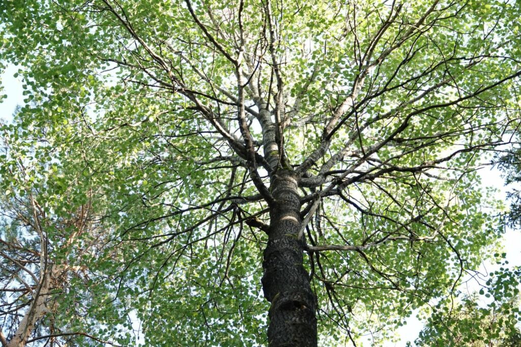 Suuri haapa Verkkakorven luonnonsuojelualueella. Haavat ovat tärkeitä luonnon monimuotoisuuden kannalta. Tässäkin haavassa havaittiin useita tikkojen koloja.