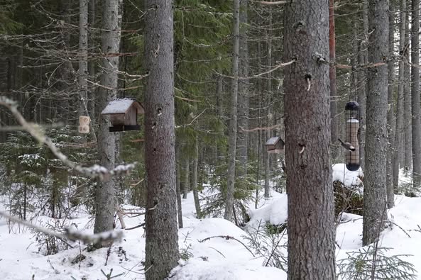 Metsässä erilaisia lintujen ruokinta-automaatteja ripustettuna puihin.