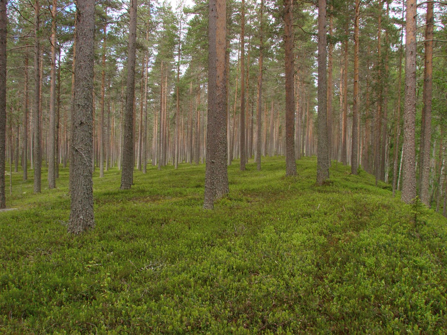 Kuvassa harjumetsää Siikajoelta.