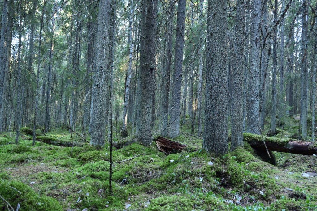 Kuva Vahteriston metsästä