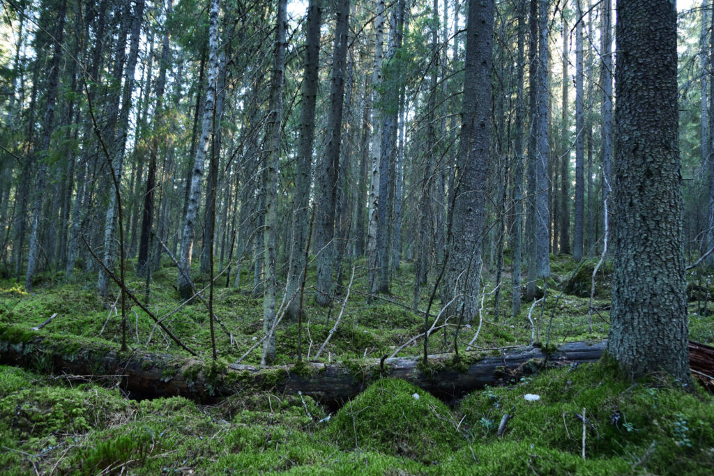 kuva metsästä