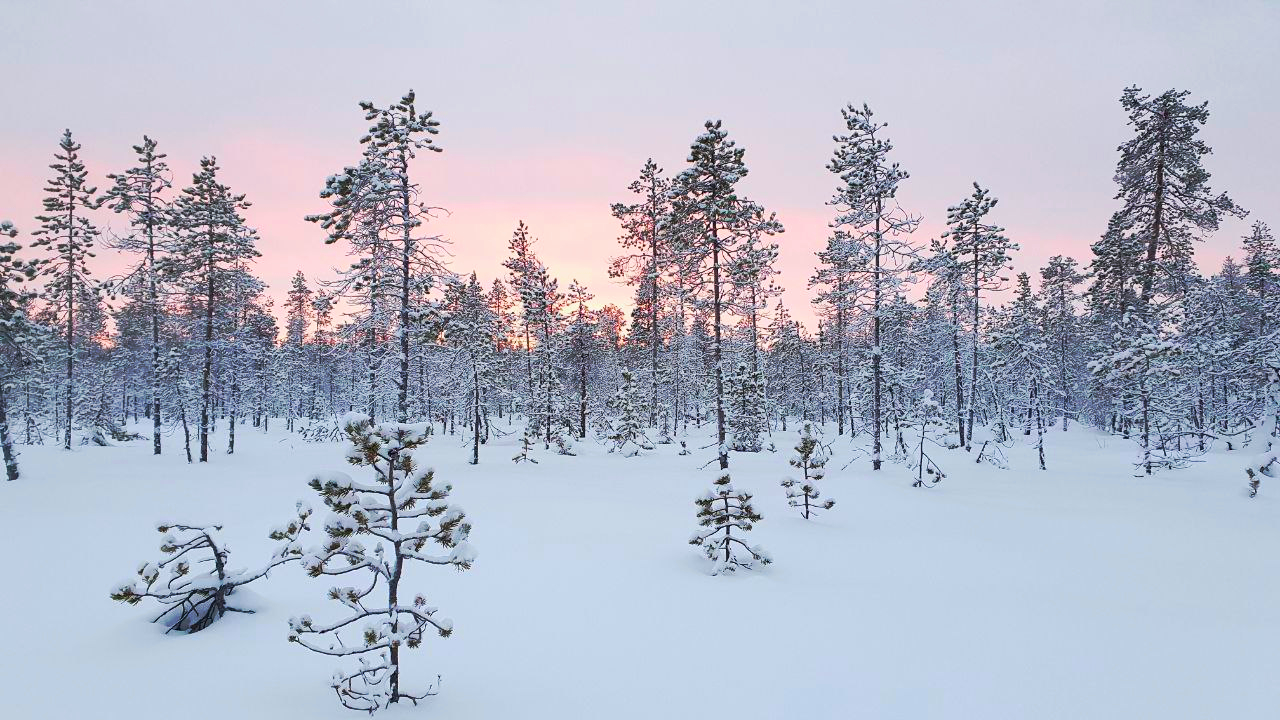 Talvipäivä aapasuolla