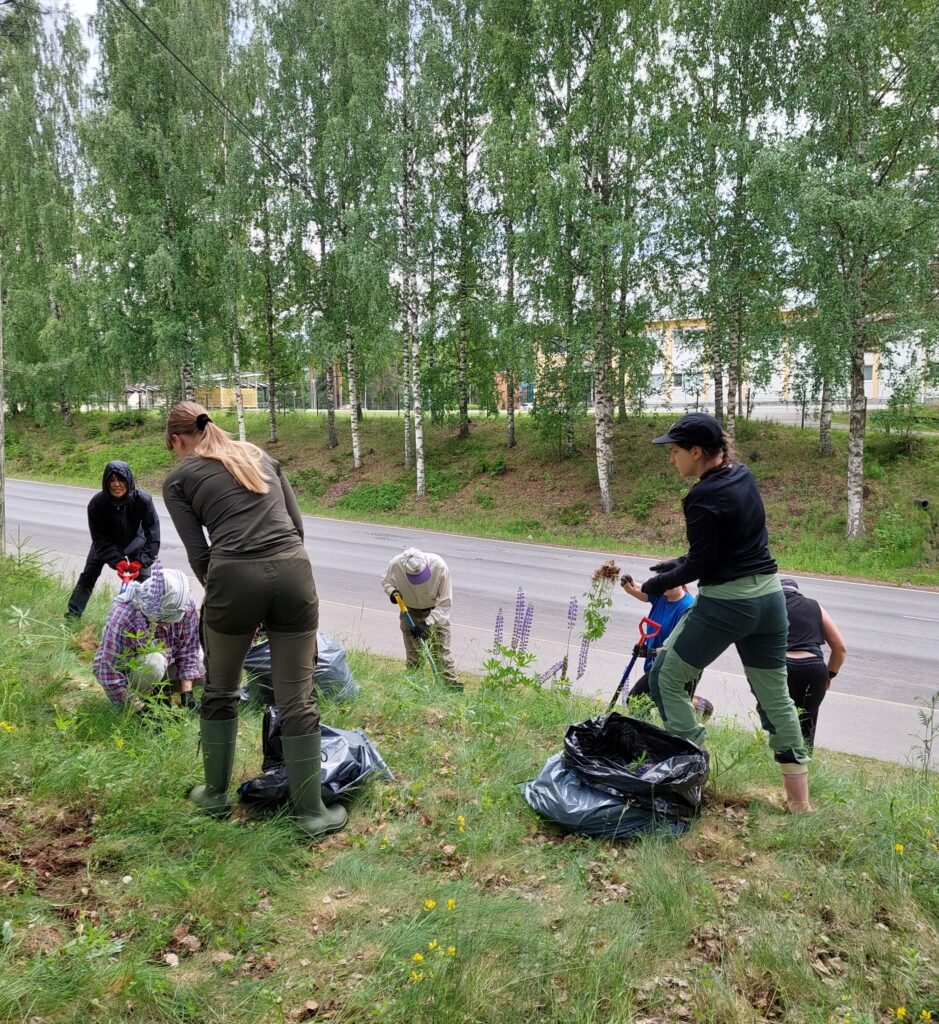 Lupiinin kitkentäkökkä Alavudella. Kuva: T. Hakala