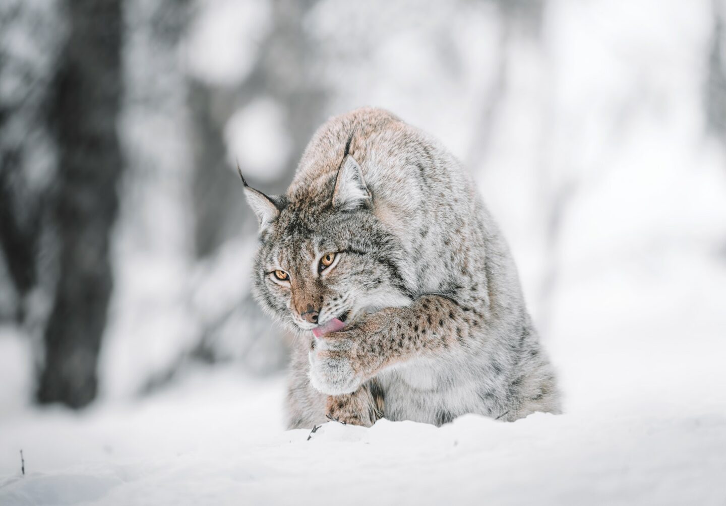 Ilves istuu lumisessa maisemassa ja nuolee tassuaan.