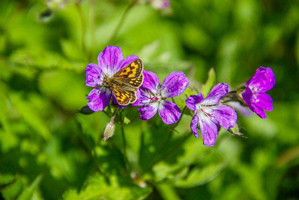 Perhonen (mustatäplähiipijänaaras) on lentänyt violetin kukan (metsäkurjenpolven) päälle.